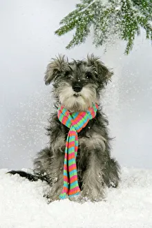 DOG. Schnauzer puppy in snow wearing scarf DOG. Schnauzer puppy in snow wearing scarf