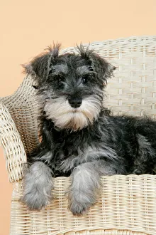 DOG. Schnauzer puppy in wicker chair DOG. Schnauzer puppy in wicker chair