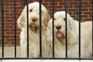 Pet Dogs Outside Prints: Dog. Spinones behind bars
