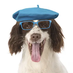 DOG. Springer Spaniel wearing glasses and a blue beret hat DOG. Springer Spaniel wearing glasses and a blue beret hat