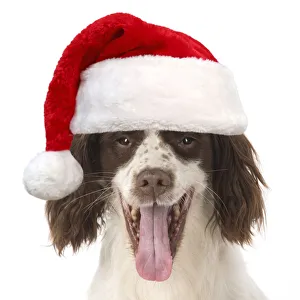 DOG. Springer Spaniel wearing red Christmas Santa hat Date: 16-05-2007 DOG. Springer Spaniel wearing red Christmas Santa hat Date: 16-05-2007