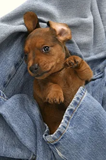 New images march 2022/dog standard dachshund puppy 6 weeks old New images march 2022/dog standard dachshund puppy 6 weeks old