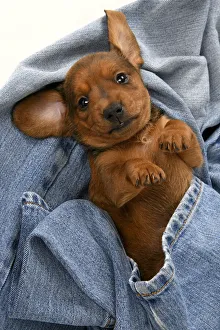 New images march 2022/dog standard dachshund puppy 6 weeks old New images march 2022/dog standard dachshund puppy 6 weeks old