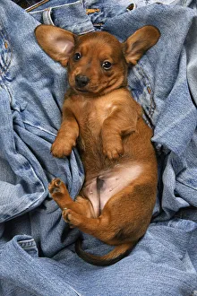 New images march 2022/dog standard dachshund puppy 6 weeks old New images march 2022/dog standard dachshund puppy 6 weeks old