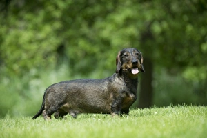 DOG - Standard wire haired dachshund - standing in garden DOG - Standard wire haired dachshund - standing in garden