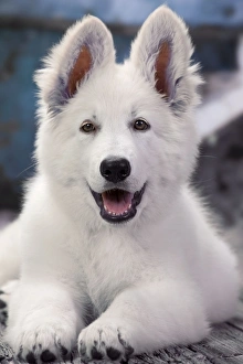 Dog - Swiss White Shepherd Dog Dog - Swiss White Shepherd Dog
