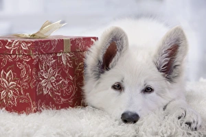Dog - Swiss White Shepherd Dog - with gift-wrapped present Dog - Swiss White Shepherd Dog - with gift-wrapped present
