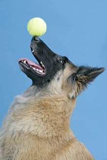 DOG. Tervuren, balancing ball on nose DOG. Tervuren, balancing ball on nose