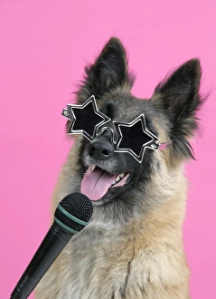 DOG. Tervuren, with microphone & glasses DOG. Tervuren, with microphone & glasses