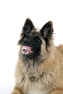 DOG. Tervuren - with mouth open, showing teeth DOG. Tervuren - with mouth open, showing teeth