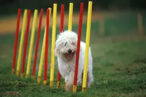 Jean Michel Labat Artwork Prints: Dog training / Agility
