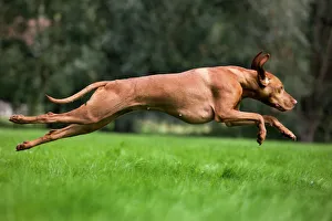 Dog - Vizsla Hunting Dog running Dog - Vizsla Hunting Dog running