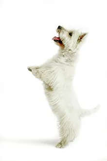 Dog - West Highland White Terrier on hind legs Dog - West Highland White Terrier on hind legs