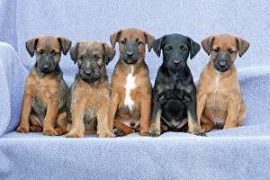Dog - Westfalia / Wetfalen Terrier Puppies - 5 brothers and sisters sitting in a row Dog - Westfalia / Wetfalen Terrier Puppies - 5 brothers and sisters sitting in a row