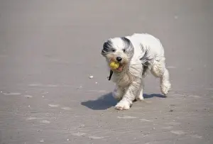 Personalized Pet Photos Prints: Dog On windy beach