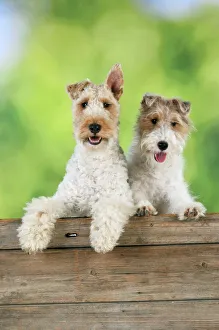 Wire fox shop terrier merchandise