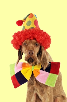 DOG - Wire-haired vizsla wearing clown hat and bow tie DOG - Wire-haired vizsla wearing clown hat and bow tie