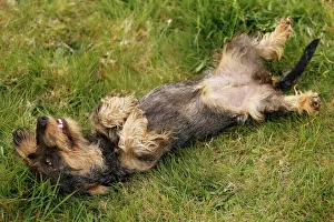 Dog - Wirehaired Dachshund - rolling on back Dog - Wirehaired Dachshund - rolling on back