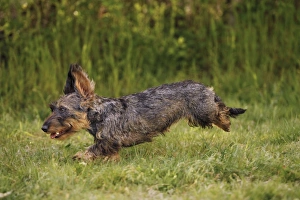 Dog - Wirehaired Dachshund - running Dog - Wirehaired Dachshund - running