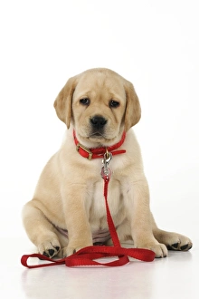 Labrador puppy hot sale belt