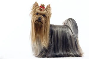 Dog - Yorkshire Terrier with bow in its hair Dog - Yorkshire Terrier with bow in its hair