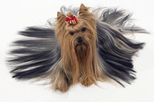Dog - Yorkshire Terrier with bow in its hair Dog - Yorkshire Terrier with bow in its hair