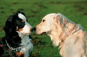 Dogs - Bernese Mountain Dog and Golden Retriever sniffing each others nose Dogs - Bernese Mountain Dog and Golden Retriever sniffing each others nose