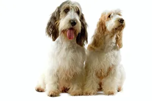 Dogs - Grand Basset Griffon Vendeen Dogs - Grand Basset Griffon Vendeen