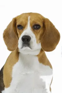 Custom Pet Portraits Online Prints: Beagle
