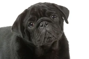 Pug Studio Print