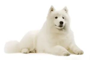 Personal Use Prints For Sale Prints: Samoyed - lying down