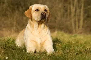 Jean Michel Labat Artist Prints: Yellow Labrador