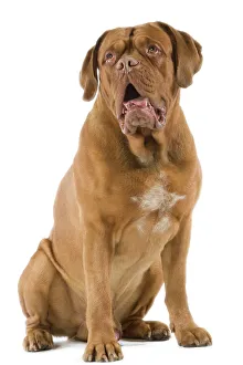Dogue de Bordeaux / Bordeaux / French Mastiff Dogue de Bordeaux / Bordeaux / French Mastiff