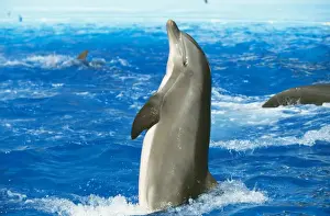Bottlenose Dolphin Standing Print