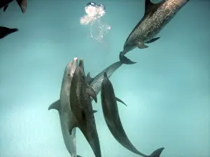 Bottlenose Dolphin Behavior Prints: Dolphins - Interspecies aggression
