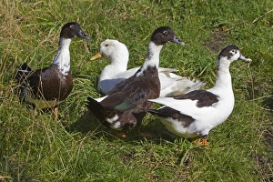 Domestic Ducks - three Muscovy and one Aylesbury Domestic Ducks - three Muscovy and one Aylesbury