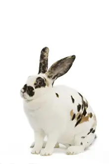 Domestic Rabbit Photography Prints: Domestic Rabbit - in studio