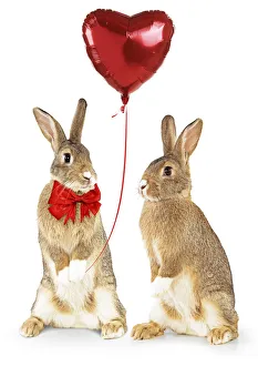 Domestic Rabbits standing up holding heart shaped balloon Date: 17-Jan-20 Domestic Rabbits standing up holding heart shaped balloon Date: 17-Jan-20