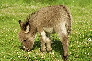 Donkey - foal in meadow grazing Donkey - foal in meadow grazing