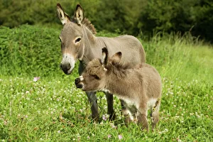 Donkey - with foal standing in meadow Donkey - with foal standing in meadow