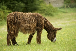 Donkey - Poitou breed - grazing Donkey - Poitou breed - grazing