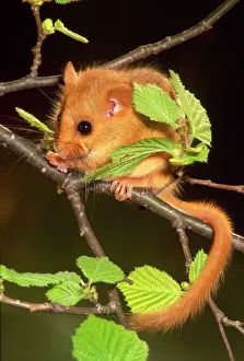Johan De Meester Artwork Prints: Dormouse