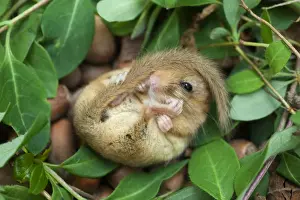 Cornwall Wildlife Prints: Dormouse - Cornwall - UK