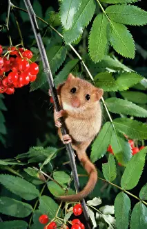 Dormouse in Rowan Tree Print
