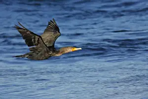 Ardea Wildlife Pets Environment Art Prints: Double-crested Cormorant