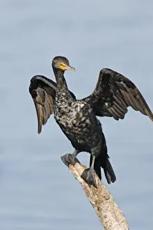 Phalacrocorax Auritus Species Prints: Double-crested Cormorant