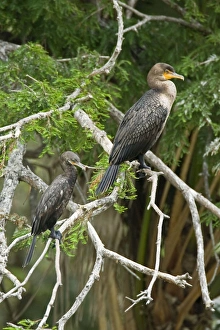 Double-crested Cormorant and Neotropic Cormorant (Phalacrocorax brasilianus) Double-crested Cormorant and Neotropic Cormorant (Phalacrocorax brasilianus)