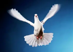 Prints of JD-15541 WHITE DOVE - IN FLIGHT John Daniels Please note that prints are for personal display purposes only and may not be reproduced in any way. Related Prints: White Dove in Flight Print