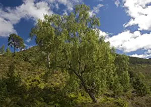 Deciduous Trees UK Prints: Downy birch