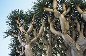 Madeira Island Plants Prints: Dragon Tree - origin Madeira